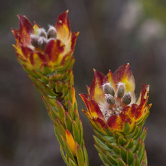 Lachnaea aurea