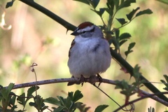 Spizella passerina passerina
