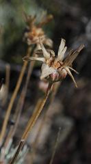 Euryops tagetoides