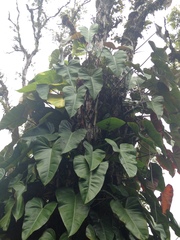 Philodendron erubescens