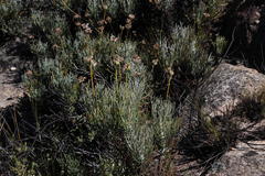 Euryops tagetoides