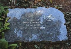 Erica pyramidalis pyramidalis