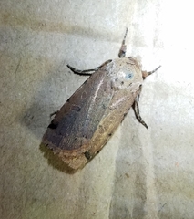 Abagrotis cupida