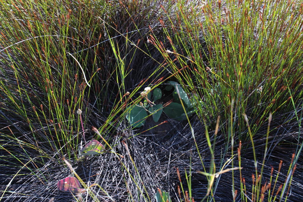 Othonna petiolaris, West Coast, ZA-WC, ZA