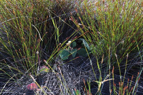 Othonna petiolaris