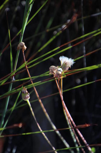 Othonna petiolaris