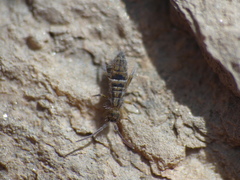 Orchesella alticola
