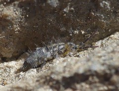 Orchesella alticola
