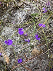 Amphithalea biovulata