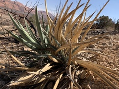 Yucca baccata baccata