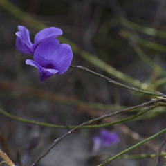 Amphithalea biovulata
