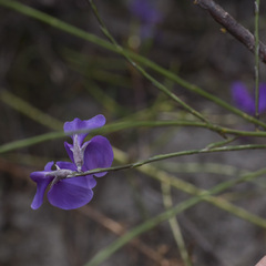 Amphithalea biovulata
