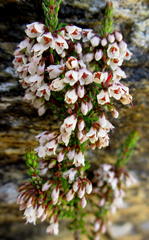 Erica tenuis
