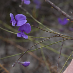 Amphithalea biovulata