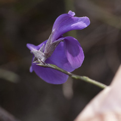 Amphithalea biovulata