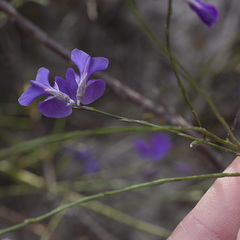 Amphithalea biovulata