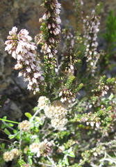 Erica tenuis