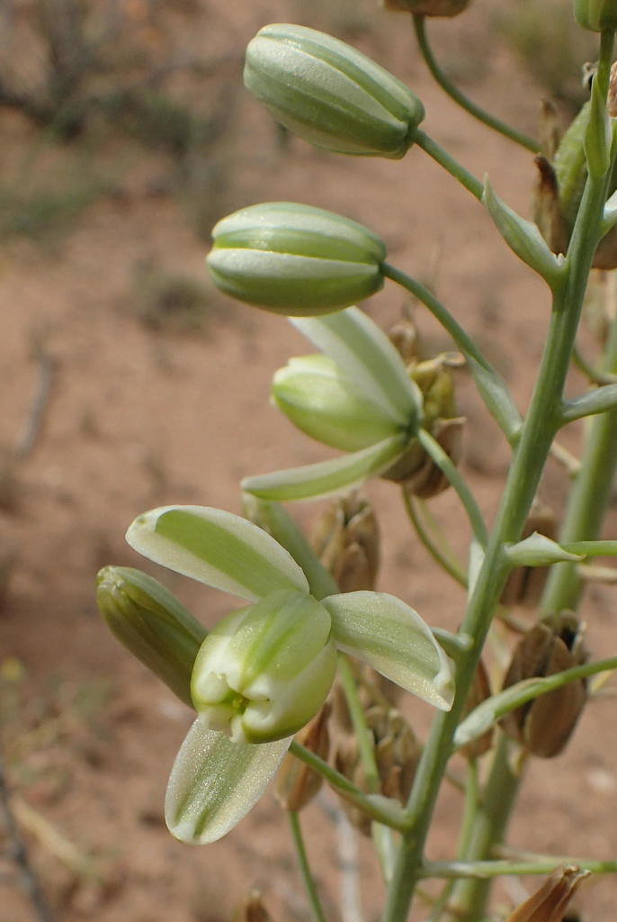 Albuca canadensis, Springbok