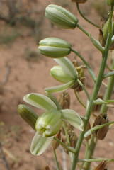 Albuca canadensis