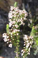 Erica tenuis