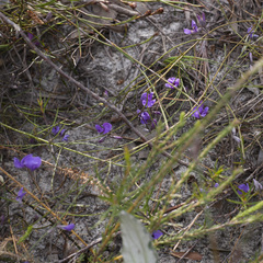 Amphithalea biovulata