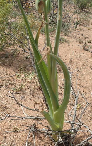 Albuca canadensis