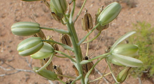 Albuca canadensis