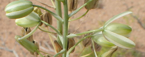 Albuca canadensis