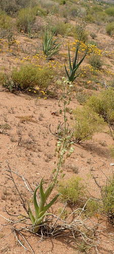 Albuca canadensis