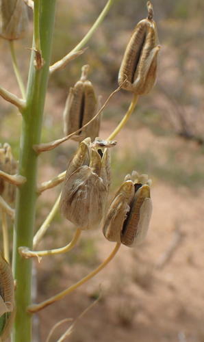 Albuca canadensis