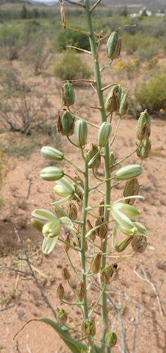 Albuca canadensis