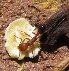 Tetramorium sericeiventre