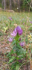 Gentianella austriaca
