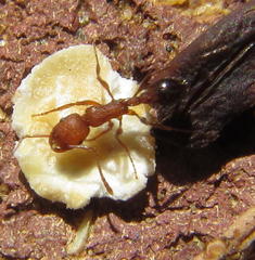 Tetramorium sericeiventre