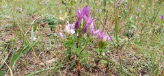 Gentianella austriaca