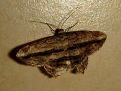 Chiasmia rectistriaria