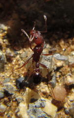 Tetramorium sericeiventre