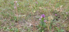 Gentianella austriaca