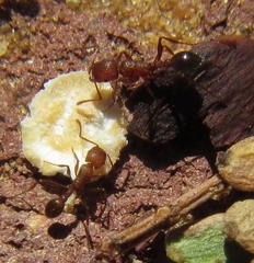Tetramorium sericeiventre