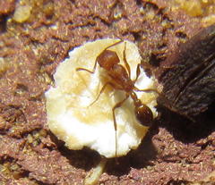 Tetramorium sericeiventre