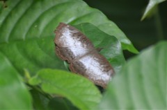 Ariadne albifascia