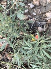 Acmispon wrightii