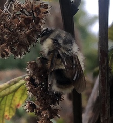 Bombus californicus