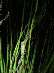 Litoria olongburensis