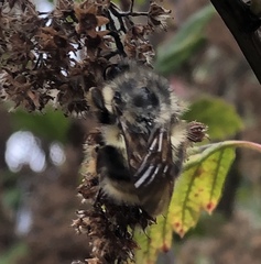 Bombus californicus