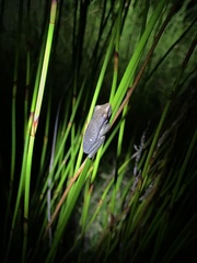 Litoria olongburensis