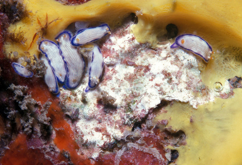 Pease's Nudibranch