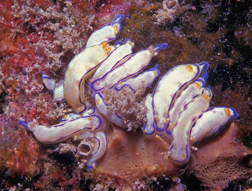 Pease's Nudibranch