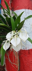 Brassavola nodosa