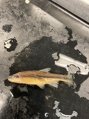 Notropis lutipinnis